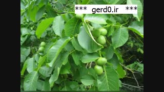 مرغوب ترین نهال گردو پیوندی در کشور | 09141832393