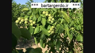 خرید نهال گردو در اصفهان | 09141832393