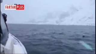 توپ بازی با نهنگ سفید وسط دریا