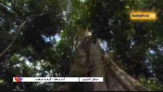 جنگل آمازون، بزرگترین جاذبه طبیعی جهان با 390میلیارد درخت - بوکینگ پرشیا