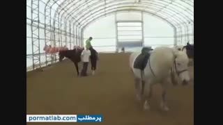 اسب وحشی و لگد محکم به پسره
