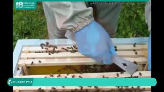 آموزش زنبور داری مدرن