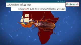 زندگی سوسک ها در یک نگاه