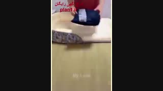 چشم بادامی ها