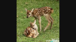 داستان زیبای آهوی خاکستری*-*پارت ۱