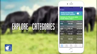 Cattle Market Mobile