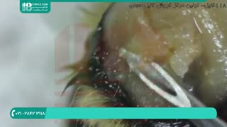 تشریح میکروسکپی انواع انگل های زنبوران عسل
