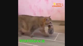 من هم خانواده ام را دوست دارم