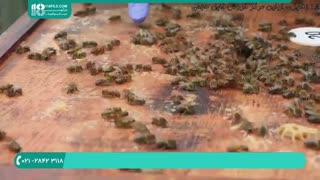 آموزش زنبورداری رایگان _ 118فایل|09130919448