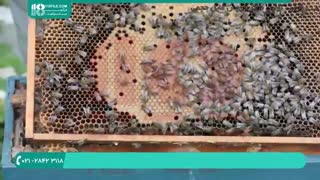 آموزش زنبورداری _ آموزش تشخیص بیماری