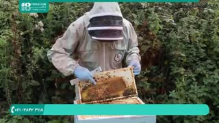 چگونه زنبورعسل پرورش دهیم؟