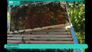 نحوه تشخیص کلونی بیمار در زنبورداری بطور مرحله به مرحله