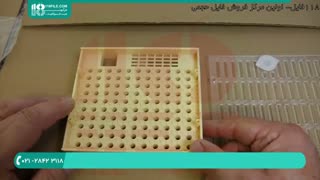 آموزش پرورش ملکه زنبور عسل به روش مصنوعی