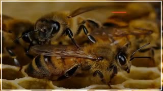 اولین بررسی کندوی مرکزی بعد از نصب