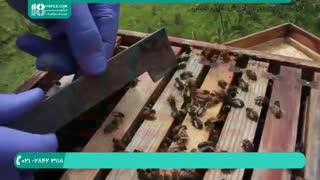 تجهیزات و ابزارهای زنبورداری