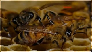 اضافه کردن سوپر 2 به کندوی زنبورعسل