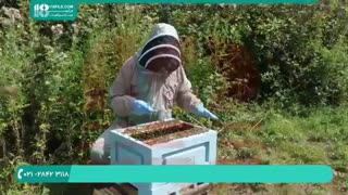 چگونگی تولید عسل طبیعی قسمت 2