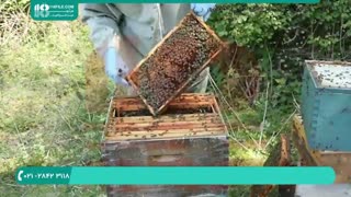 تولید عسل در زنبورداری نوین