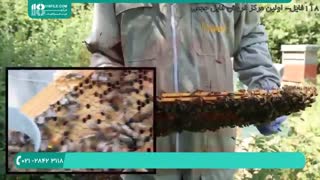 ظاهر زنبور ملکه زنبور عسل چگونه است؟ قسمت دو