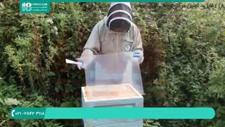 آموزش زنبورداری نوین - پرورش ملکه