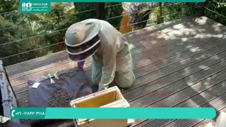 آموزش پرورش زنبور عسل در کمترین زمان