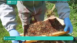 فوت و فن زنبورداری