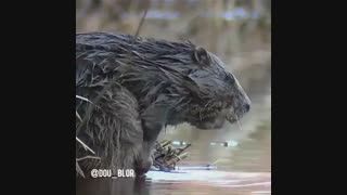 صدا گذاری سمور آبی  "حمومی آی حمومی"