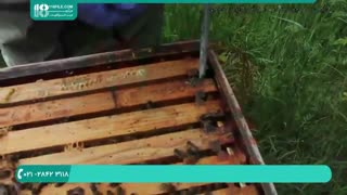 آموزش 0 تا 100 زنبورداری _ www.118file.com