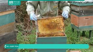 آموزش زنبورداری حرفه ای و آسان