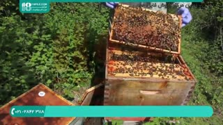 آموزش زنبورداری _ 118فایل|www.118file.com