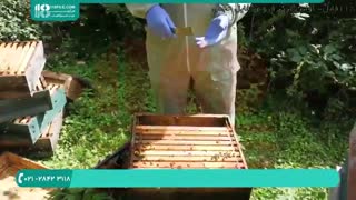 زنبورداری | پرورش زنبورعسل | پرورش ملکه