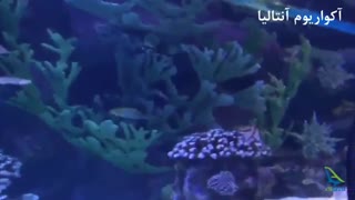 بزرگترین تونل آکواریم جهان
