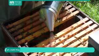 دوره آموزش صفر تا صد زنبورداری