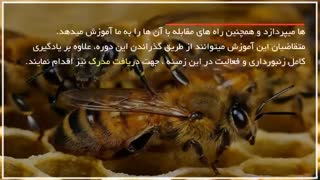 بررسی کندو جهت برداشت عسل | آموزش زنبورداری 09130919448
