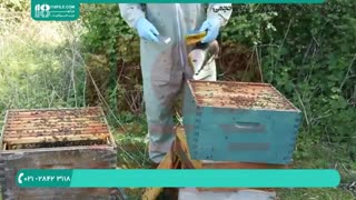 برسی انواع بیماری ها در زنبوران عسل