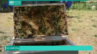 آموزش زنبورداری نوین در ایران - 118فایل|09130919448