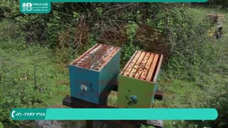 دانلود رایگان فیلم آموزش زنبورداری