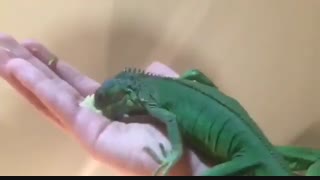 ایگوانا Common Iguanas .