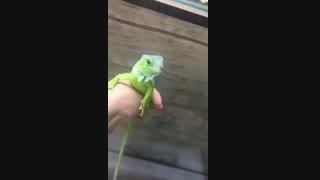 ایگوانا Common Iguanas .