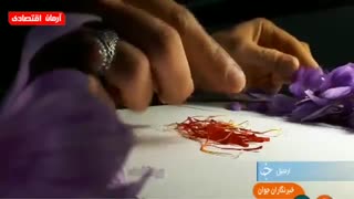 کشت و پرورش زعفران در یک گلخانه