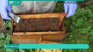 دوره آموزش زنبورداری بصورت کامل و دوبله فارسی _ www.118file.com
