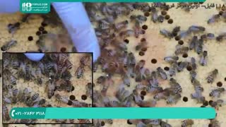 آموزش زنبورداری و شناخت ملکه زنبور عسل-قسمت 2