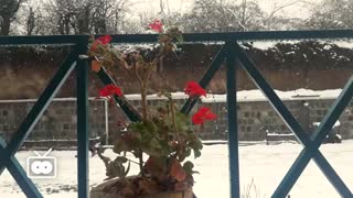 برف زمستونی و چای آتیشی و یه کلبه گرم و باصفا در جنگل