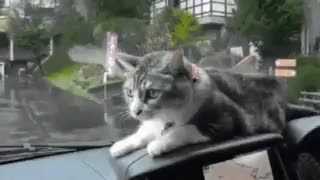 خار و مادر ترجمه رو .... XDD ترجمه تاپه اسلامی اهنگ despacito