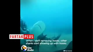 بیرون کشیدن زنجیر از دهان کوسه‌ها توسط یک زن شجاع