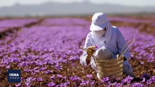 چشم‌بادامی‌ها در کمین طلای سرخ ایران