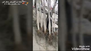 نهالستان میثاق در اصفهان