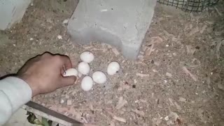 TAVUK GURK OLDUĞU NASIL ANLAŞILIR ? VE KULUÇKA YERİ NASIL HAZIRLANIR ? 3. GURK SAFKAN İSPENÇ