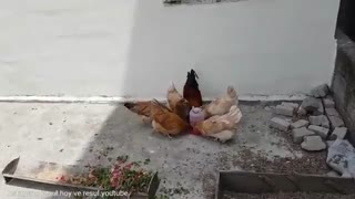 3 ADIMDA GÜNLÜK TAVUK BAKIMI NASIL OLUR ? Farklı fikirleri olan yoruma .