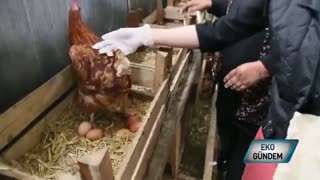Organik Yumurta Yetiştiriciliği MELOR YUMURTA